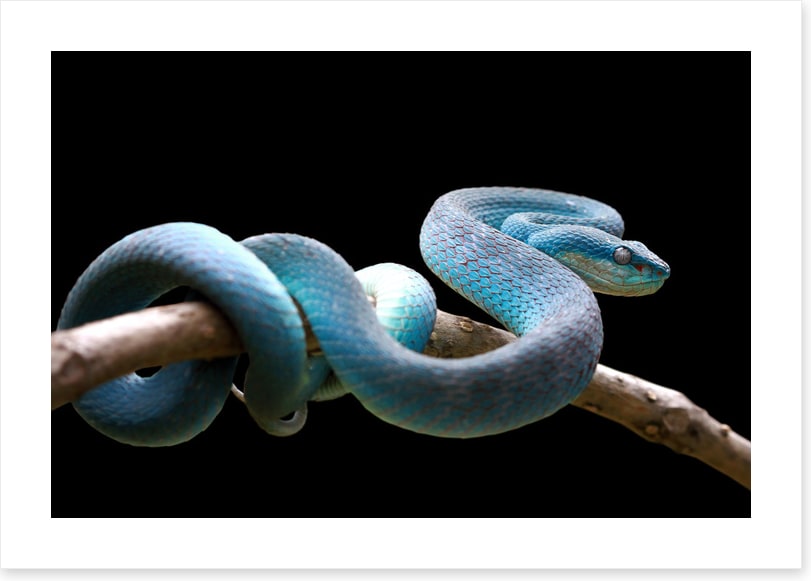 Blue viper branch