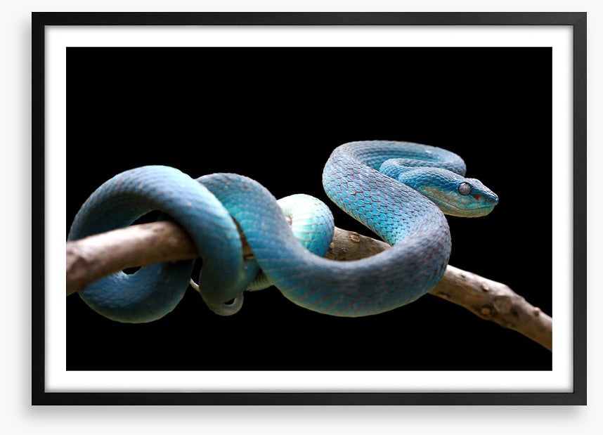 Blue viper branch