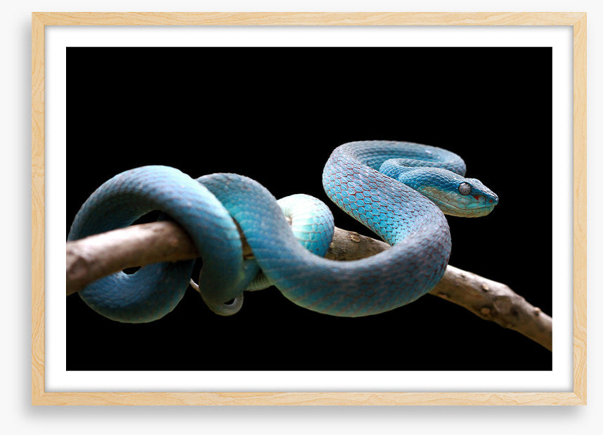 Blue viper branch