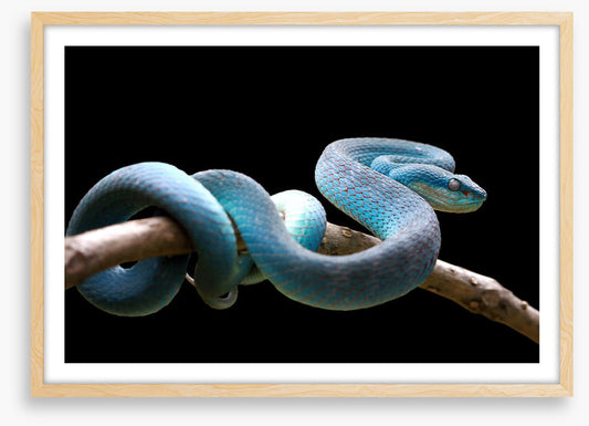 Blue viper branch