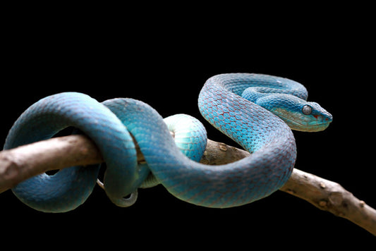 Blue viper branch
