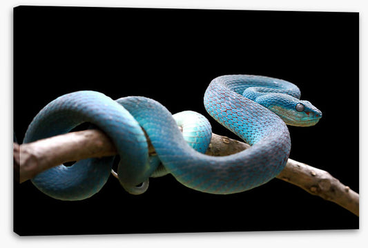 Blue viper branch