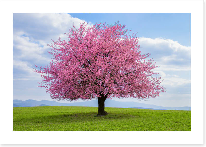 Solitary spring