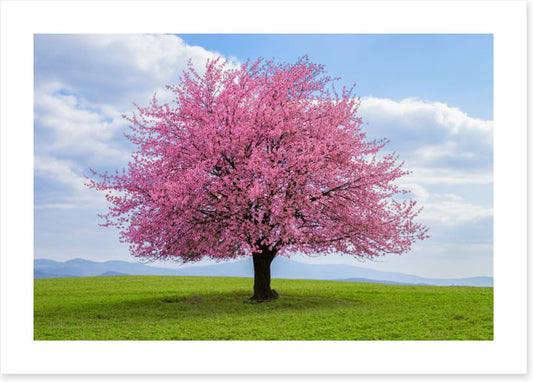 Solitary spring