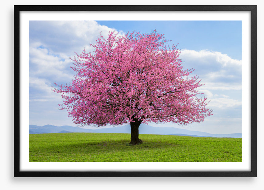 Solitary spring