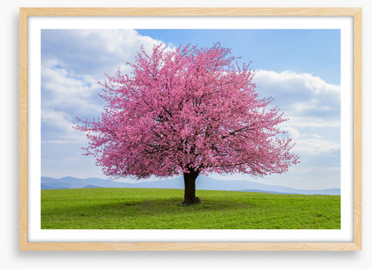Solitary spring