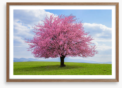 Solitary spring