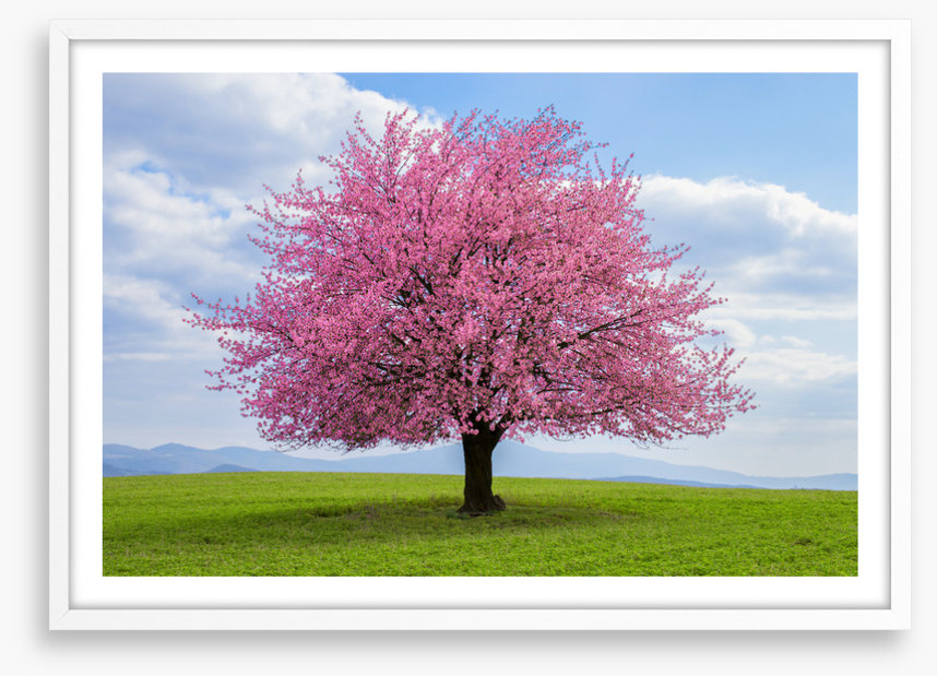 Solitary spring
