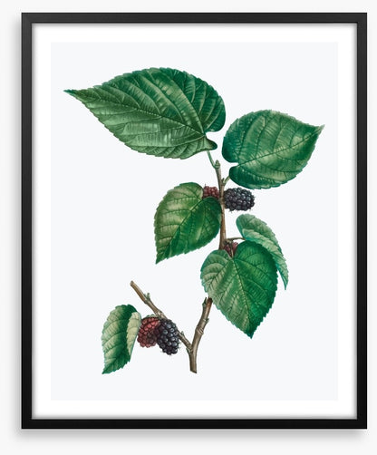 Vintage mulberries
