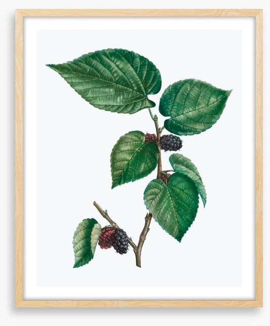 Vintage mulberries