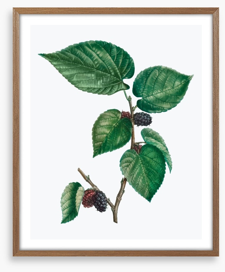 Vintage mulberries