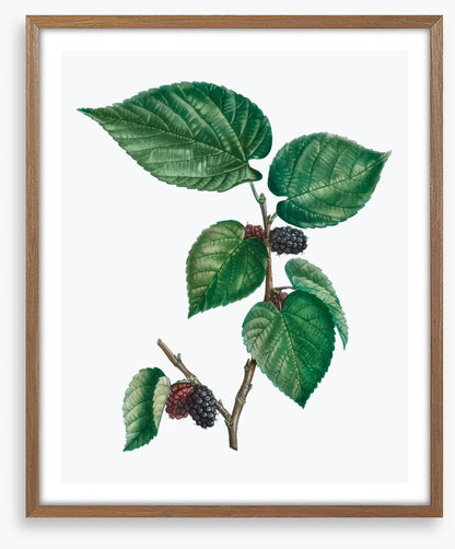 Vintage mulberries