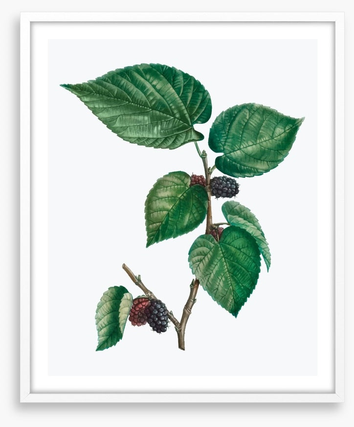 Vintage mulberries