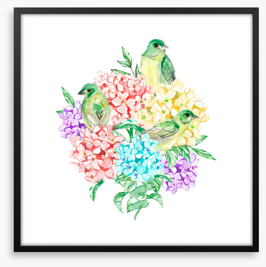 Birds