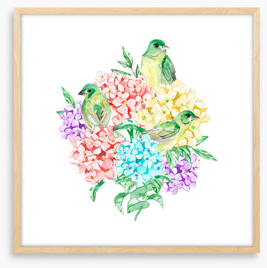Birds