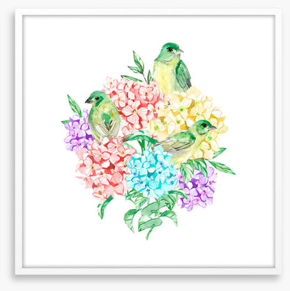 Birds