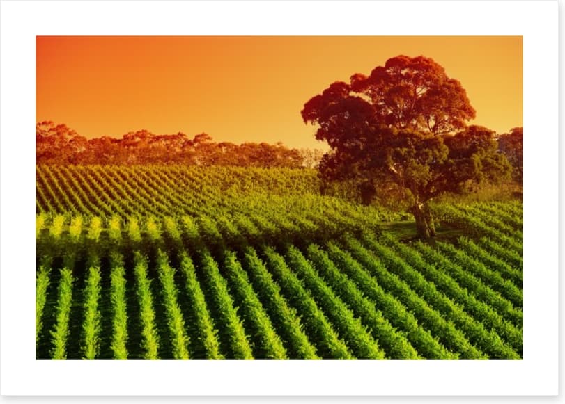 Afternoon vines in Adelaide Hills