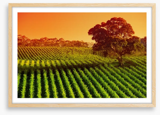 Afternoon vines in Adelaide Hills