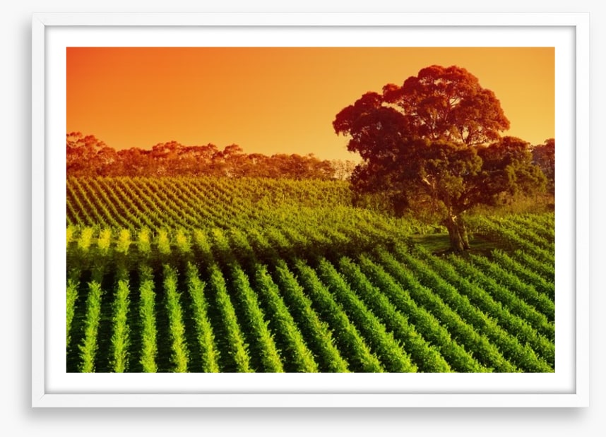 Afternoon vines in Adelaide Hills