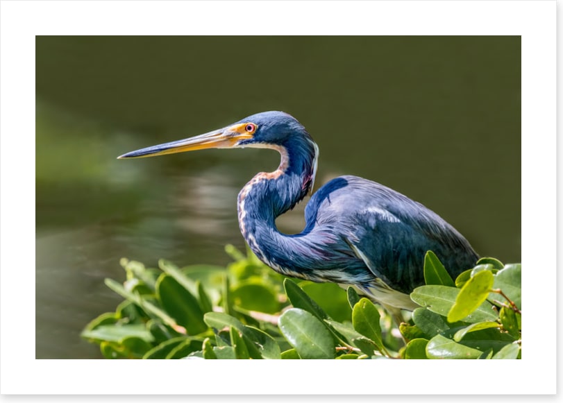 Tricolour heron hello