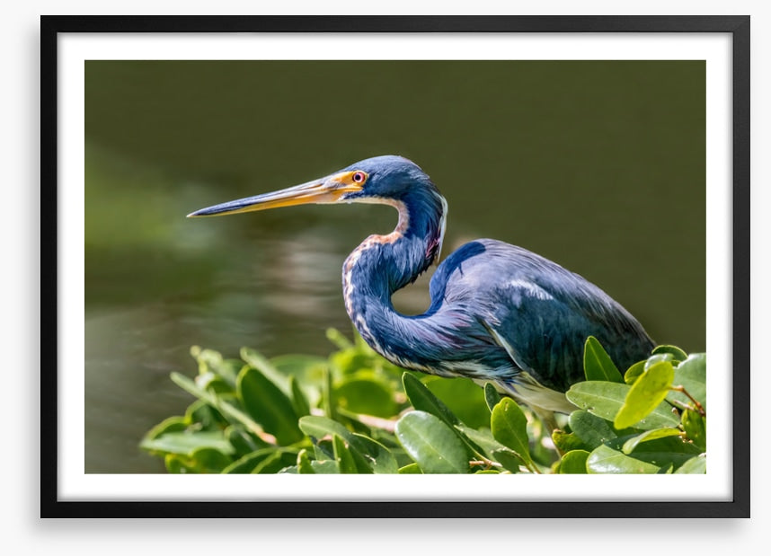 Tricolour heron hello