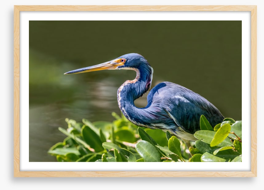 Tricolour heron hello