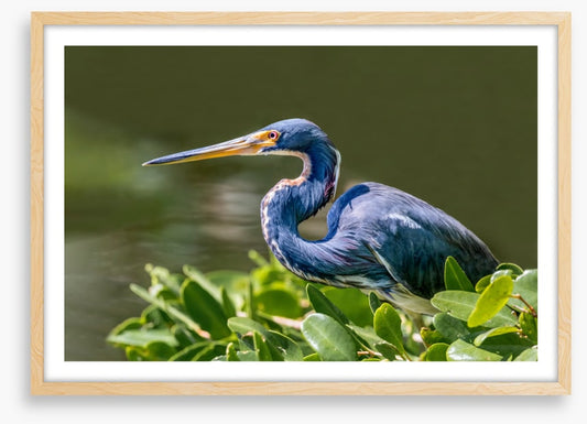 Tricolour heron hello