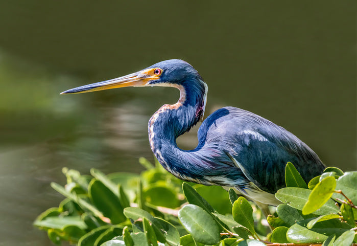 Tricolour heron hello