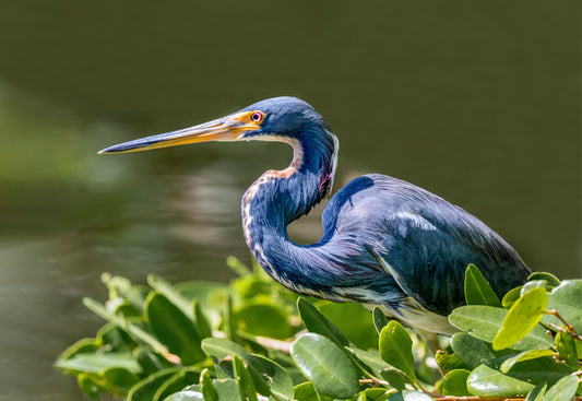 Tricolour heron hello