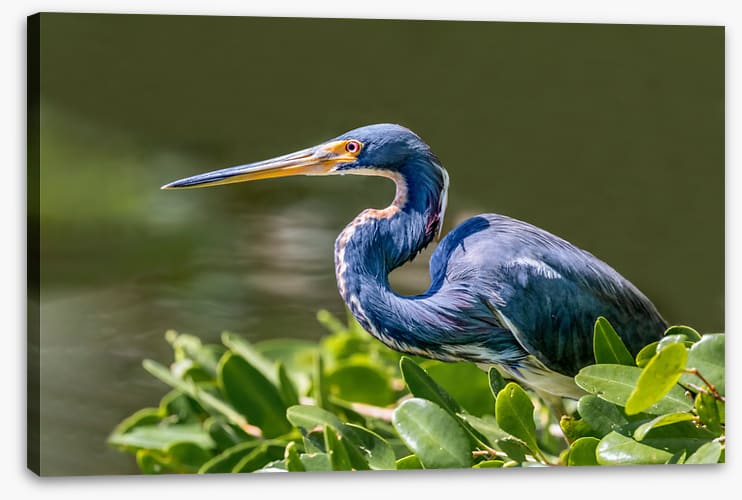 Tricolour heron hello