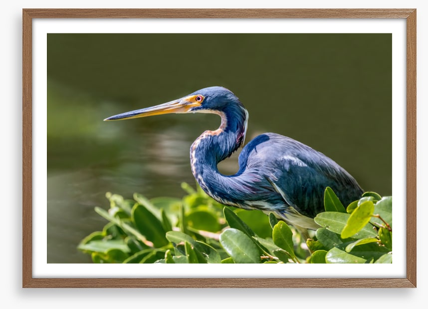 Tricolour heron hello