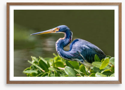 Tricolour heron hello