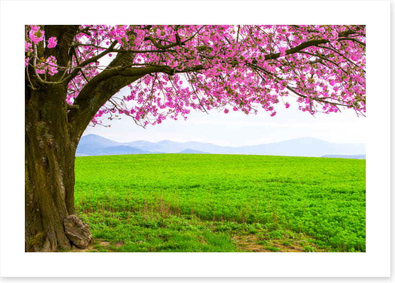 Below the blossom