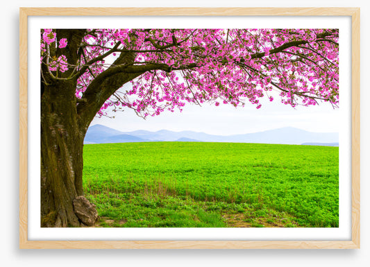 Below the blossom