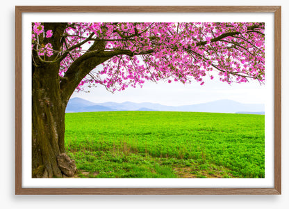 Below the blossom