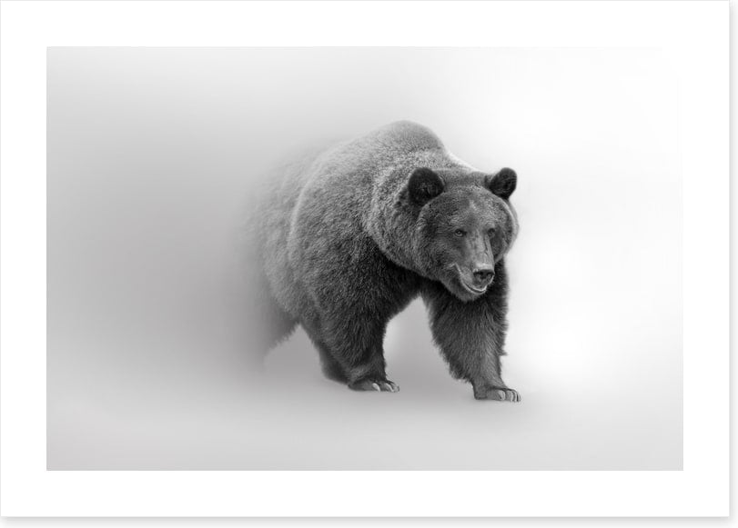 Bear from the mist
