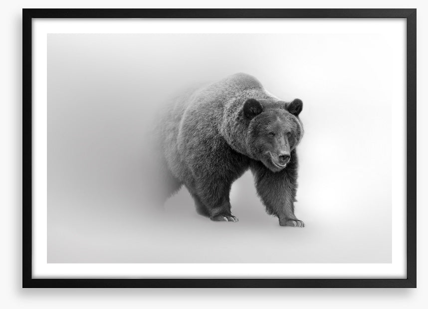 Bear from the mist