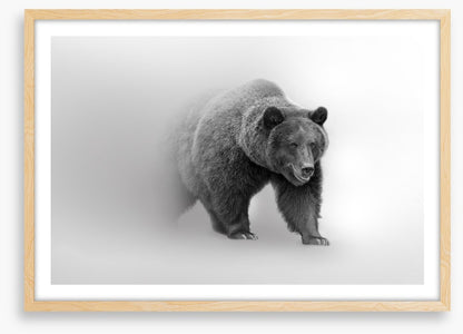 Bear from the mist