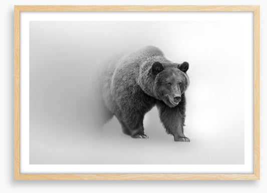 Bear from the mist