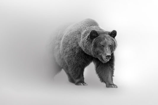 Bear from the mist