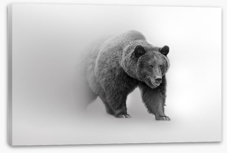 Bear from the mist
