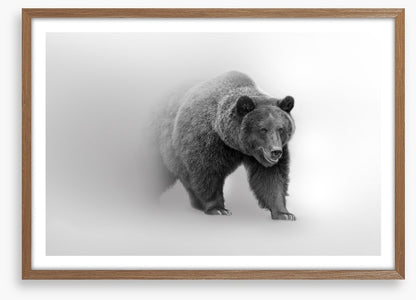 Bear from the mist