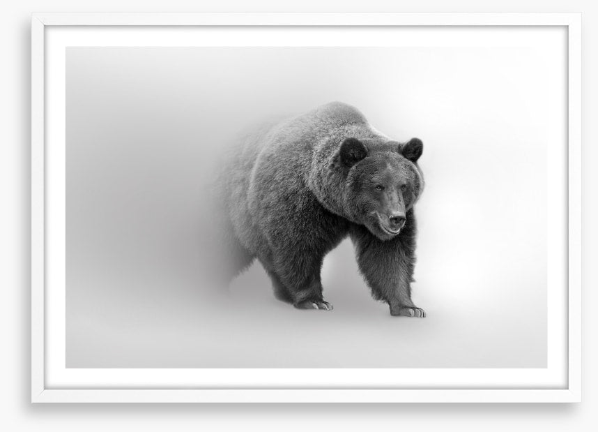Bear from the mist