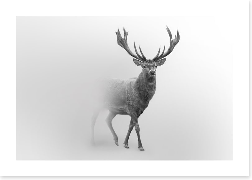 Deer from the mist