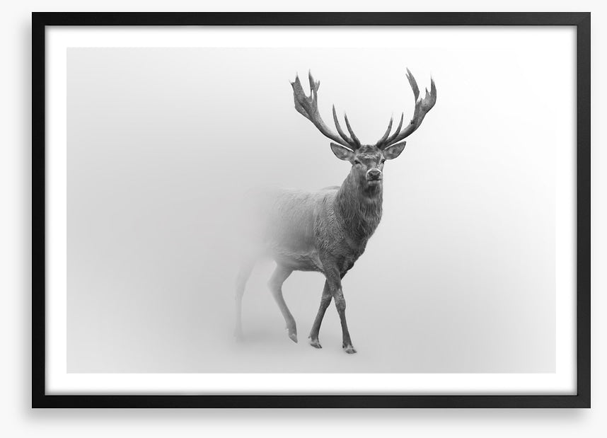 Deer from the mist