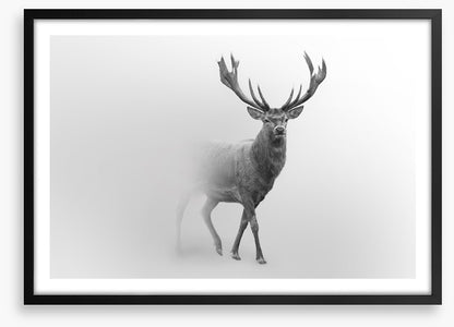 Deer from the mist