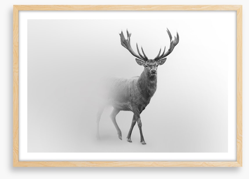 Deer from the mist