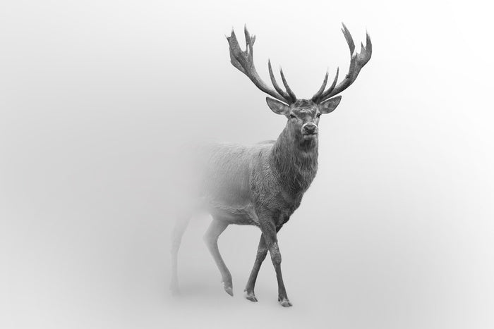 Deer from the mist