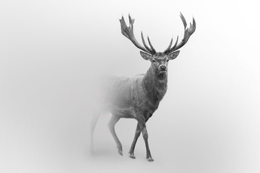 Deer from the mist