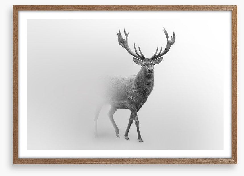 Deer from the mist